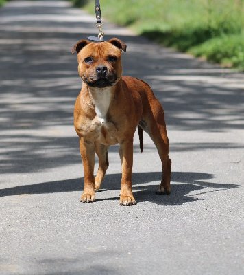 Étalon Staffordshire Bull Terrier - Unstop De Rockstar Dog