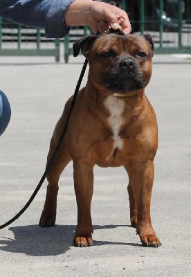 Étalon Staffordshire Bull Terrier - Tyson fury Of English Stafford