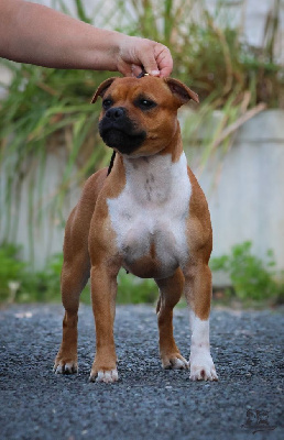 Étalon Staffordshire Bull Terrier - Multi jch.the french connection House Of Warrior