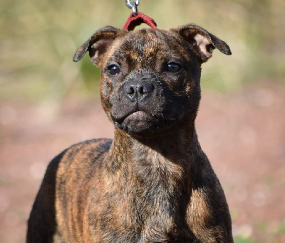 Étalon Staffordshire Bull Terrier - Unique birst of love Originale Winds Of Stafford