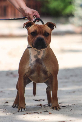 Étalon Staffordshire Bull Terrier - Unité d'élite Du Castel Des Petits Coeurs