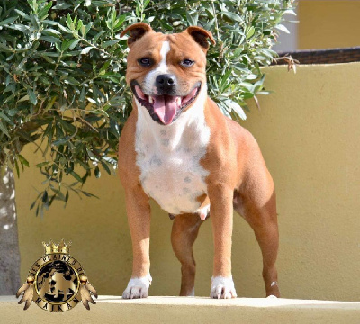 Étalon Staffordshire Bull Terrier - strongbull's knl Prada