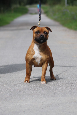 Étalon Staffordshire Bull Terrier - strongbull's knl Tessa