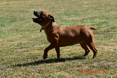 Étalon Staffordshire Bull Terrier - To be continues thé princess Of The Warriors Red Skins