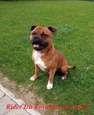 Étalon Staffordshire Bull Terrier - Rider Du Royaume De Layka