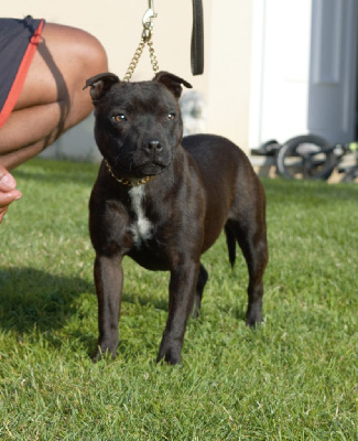 Étalon Staffordshire Bull Terrier - Ueva of caribbeans dogs De La Furia Roja