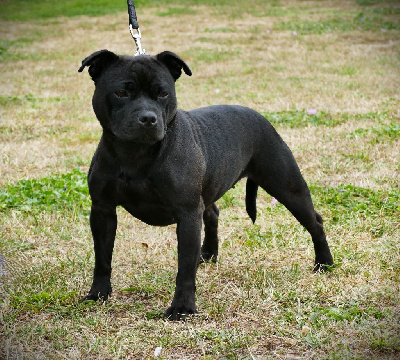 Étalon Staffordshire Bull Terrier - True wind nautical star de la Pommeraie des Loups