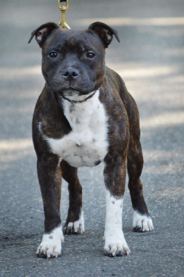 Étalon Staffordshire Bull Terrier - Uncut coconut is good Victorious Shadow Gang