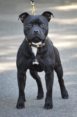 Étalon Staffordshire Bull Terrier - The french kiss Victorious Shadow Gang