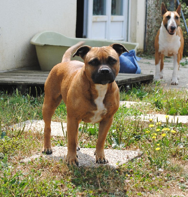 Étalon Staffordshire Bull Terrier - Freya big idle of Happy Angels