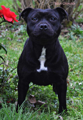 Étalon Staffordshire Bull Terrier - Pretty lady The Little Devil Of Breizh