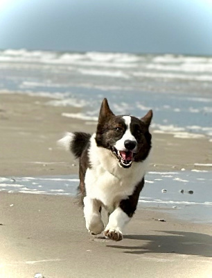 Étalon Welsh Corgi Cardigan - Tim burton aka clyde Des Plaines Du Nid D'Arlequin