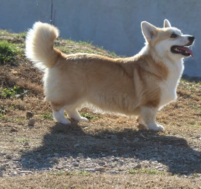 Étalon Welsh Corgi Pembroke - Trezize apple de Solemel