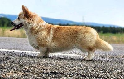 Étalon Welsh Corgi Pembroke - Tapiwa corgi de l'Outsaïna