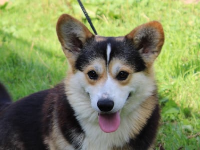 Étalon Welsh Corgi Pembroke - Opus Grande Urban species