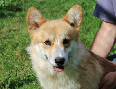 Étalon Welsh Corgi Pembroke - Opus Grande Big ben