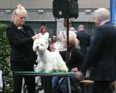 Étalon West Highland White Terrier - Sally du vallon des Aures