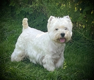 Étalon West Highland White Terrier - CH. delance magic Major de la douce source dit pitch