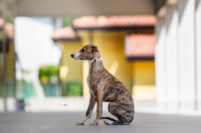 Étalon Whippet - Gowther dell'isola memia