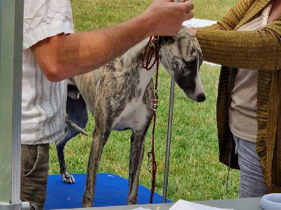 Étalon Whippet - Unique du clos d'Arlequin