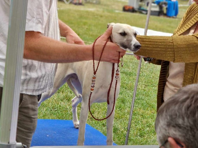 Étalon Whippet - Tchiki boum du haras d'hélios