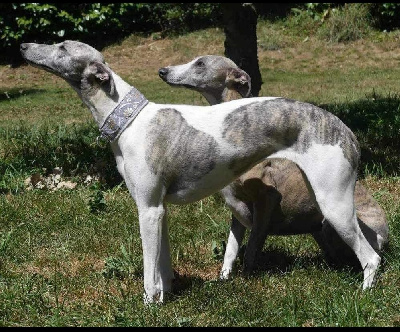 Étalon Whippet - Beauval Cottage Farm's Serious rebelle