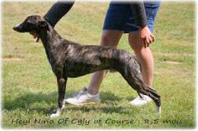 Étalon Whippet - Noys-dibujus de nino of Cyly of Course