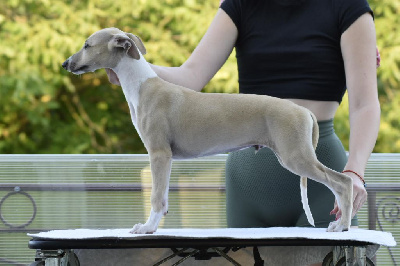 Étalon Whippet - cao tibmas cao Double trouble