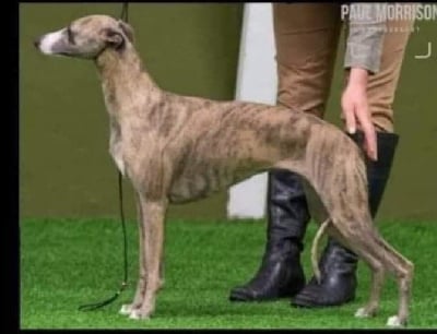 Étalon Whippet - Barnesmore Arabella