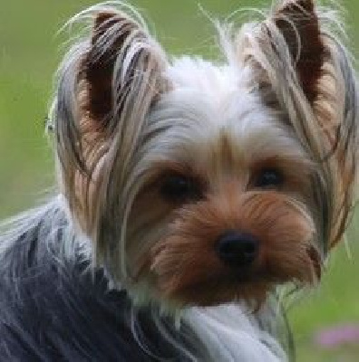 Étalon Yorkshire Terrier - Tara Du puits des sortileges