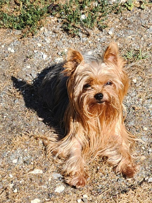 Étalon Yorkshire Terrier - Praline craquante Du Paradis De L'Isle