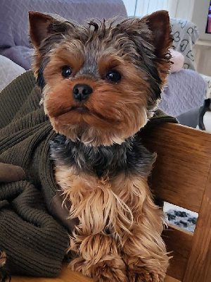 Étalon Yorkshire Terrier - Terence De L'arche D'or