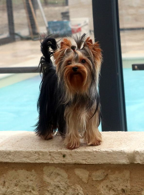 Étalon Yorkshire Terrier - Tiana du clos de faurilles