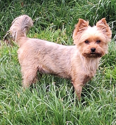 Étalon Yorkshire Terrier - Sacree chipie Du puits des sortileges