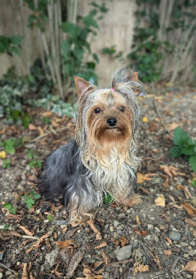 Étalon Yorkshire Terrier - Una stella Du Royaume De Victoria