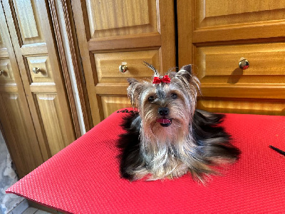 Étalon Yorkshire Terrier - Hunderwood Umaya