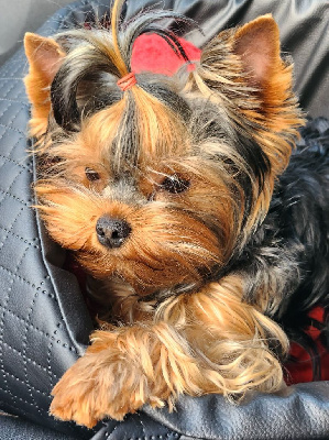 Étalon Yorkshire Terrier - Triska De L'arche D'or