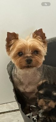 Étalon Yorkshire Terrier - Nikita du manoir de la corbie