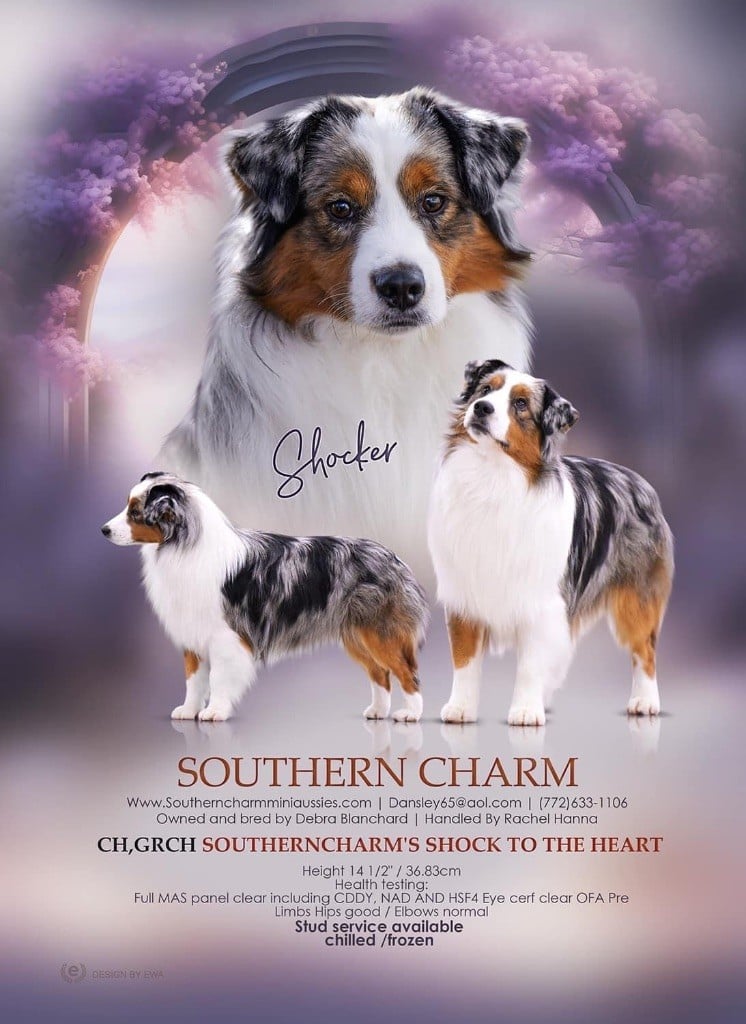 CH. southern charm's Shock to the heart