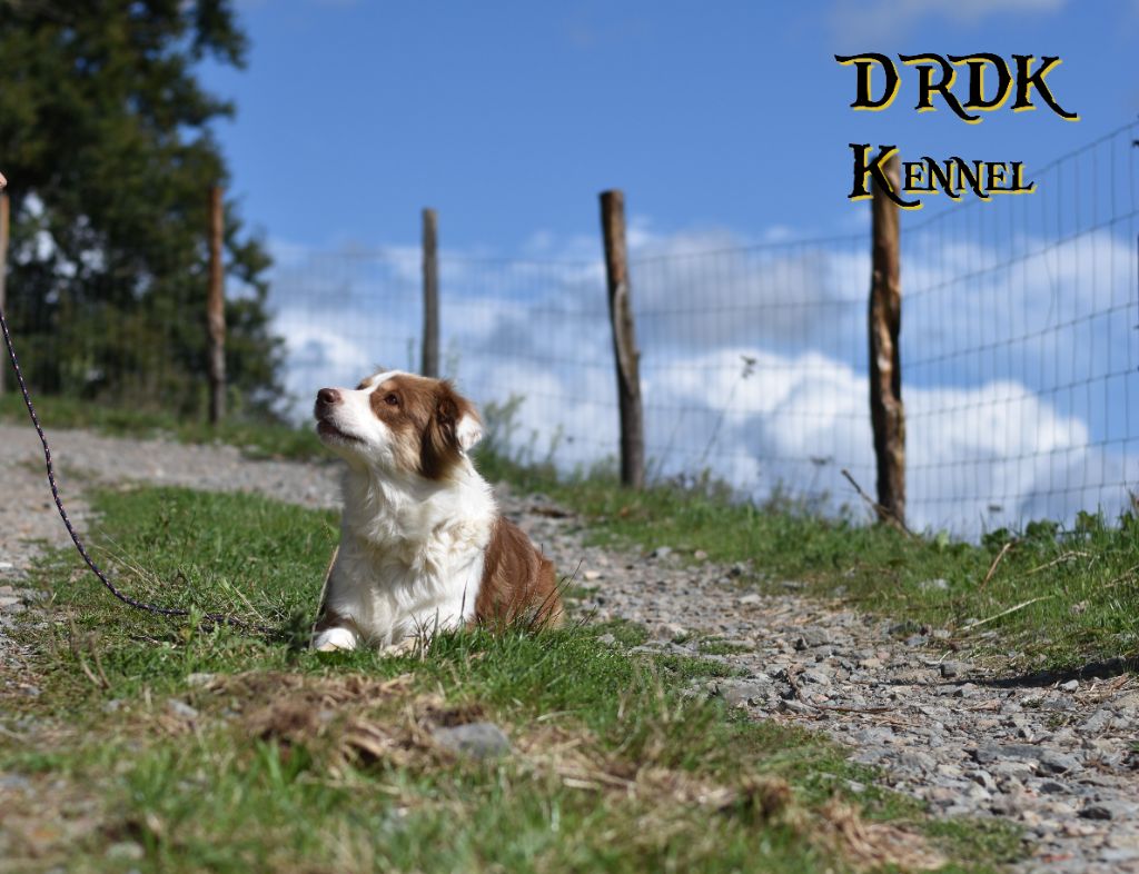 Publication : Du Royaume Des Khaleesis Auteur : DRDK Kennel