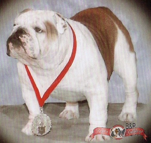 Royal flush Bulldogs vegas showgirl