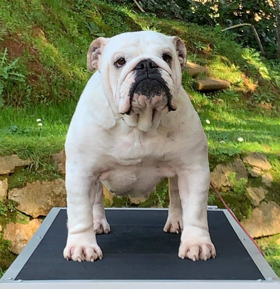 major bulldogs Coco chanel