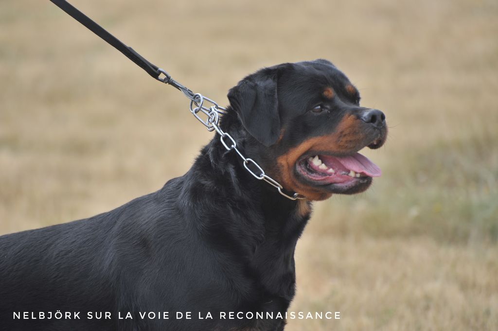 Nelbjork Sur La Voie De La Reconnaissance