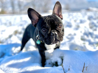 Étalon Bouledogue français - Utra chic des Terres du Forez