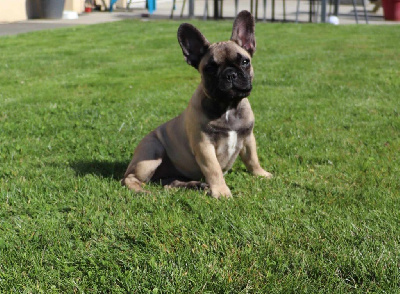 Étalon Bouledogue français - Victorieuse déesse calypso Des Trez'or D'hamarkhis