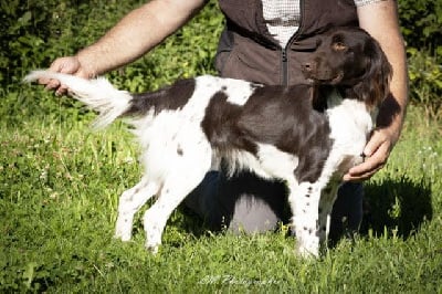 Tessa Vom hundegelaut