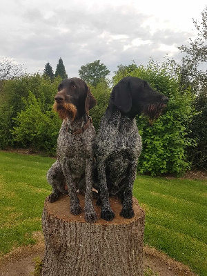 Étalon Chien d'arrêt allemand à poil dur - Leffe Du Menillet