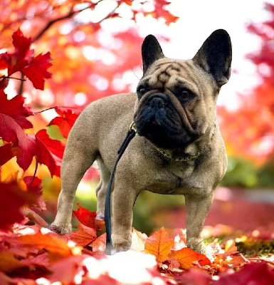 Étalon Bouledogue français - Sara heartbreaker de la vallée Dioise