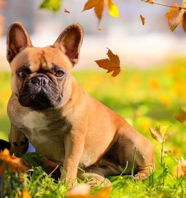 Étalon Bouledogue français - Pin up du Léman d'Or