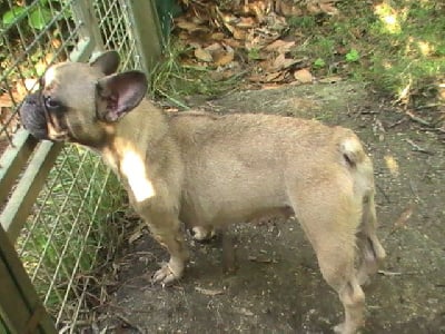 Étalon Bouledogue français - Toffy de la Voûte Azurée